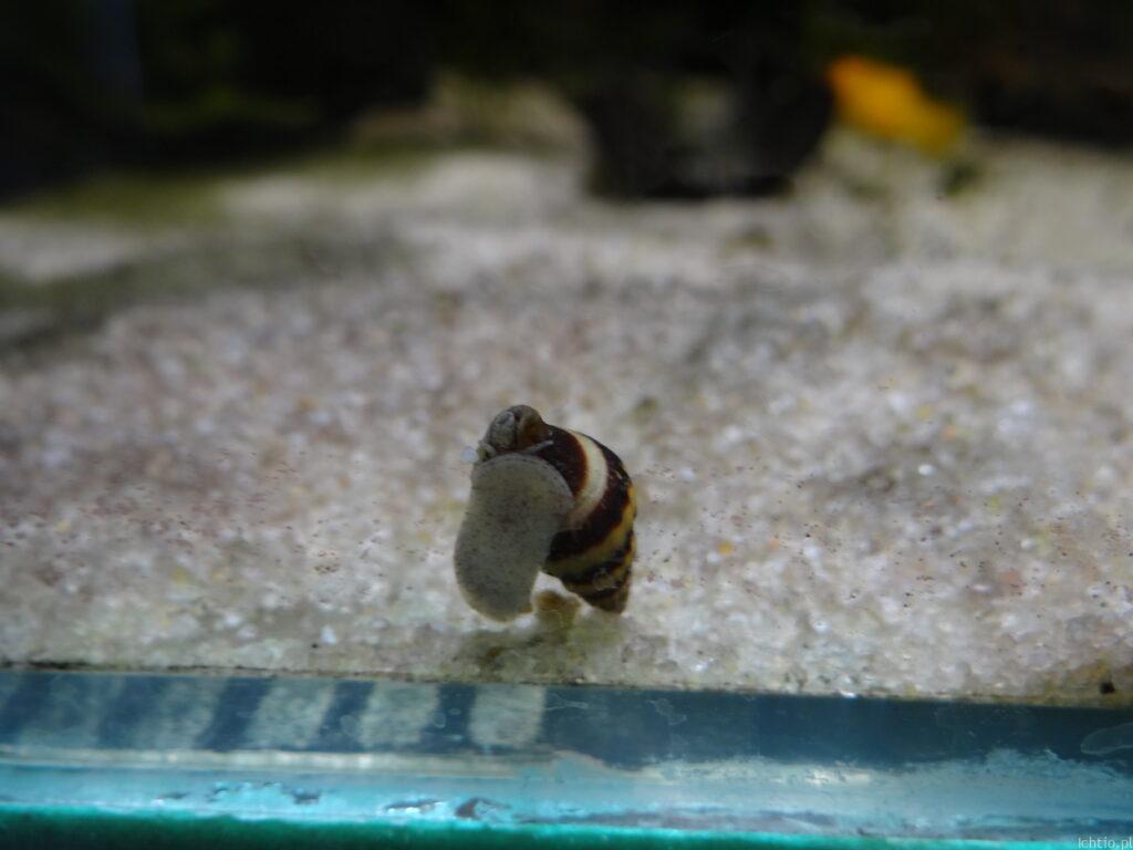 Ślimak helenka w akwarium