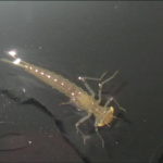 larwa ważki w akwarium