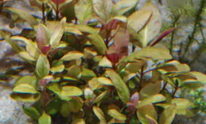 Alternanthera reineckii różowa