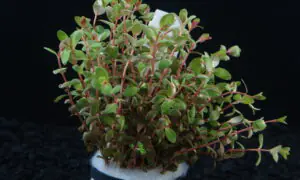 Rotala butterfly mini
